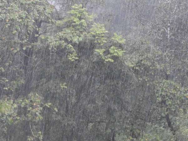 ಅರಣ್ಯ ಉಳಿಸುವುದೇ ಮೂಲ ಉದ್ದೇಶ