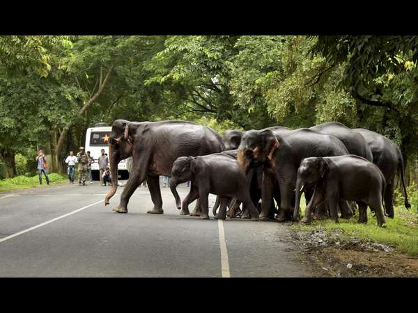 ರಸ್ತೆಗಿಳಿದ ಗಜಪಡೆ! ರಸ್ತೆಗಿಳಿದ ಗಜಪಡೆ!