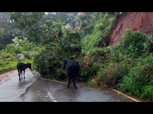 ಭರವಸೆ ಮೂಡಿಸಿದ ಪುಷ್ಯ ಮಳೆ 