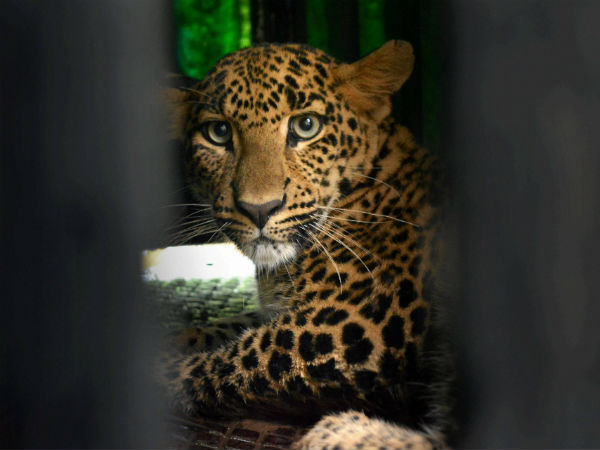 ಚೂಪುಚೂಪು ಕಣ್ಣಿನ ಚಿರತೆ