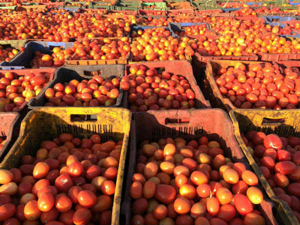 ಗಗನಕ್ಕೇರಿರುವ ಟೊಮೆಟೋ ಬೆಲೆ 