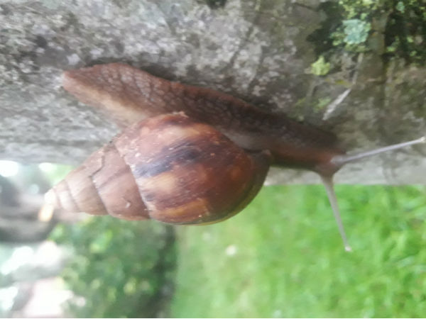 ಚಿಪ್ಪಿನ ಸುಣ್ಣದಲ್ಲಿದೆ ಮದ್ದು