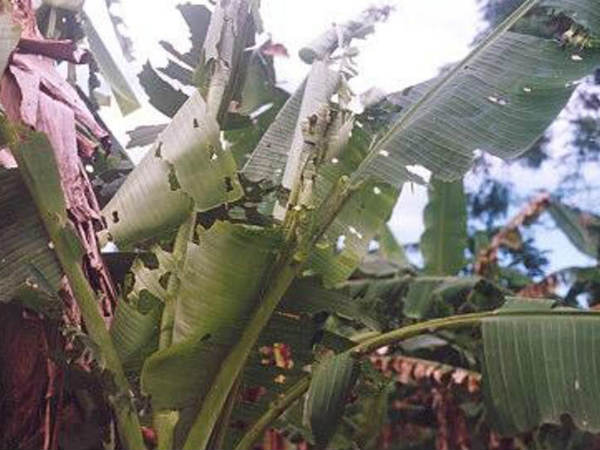 ಬೆಳೆಗಾರರ ಬದುಕನ್ನೇ ಕೊರೆಯುತ್ತಿರುವ