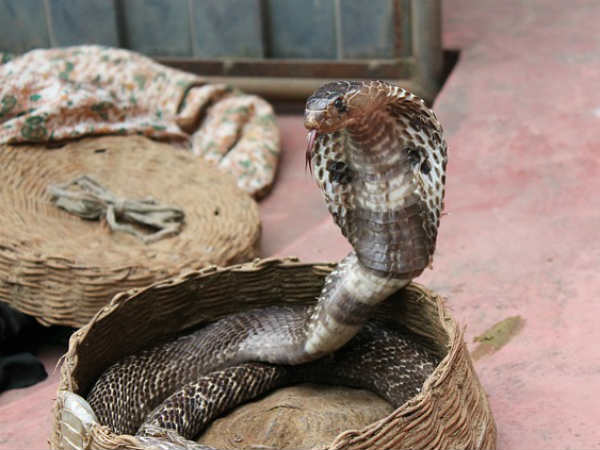 ಪುನರ್ಜನ್ಮದ ಸಂಕೇತ