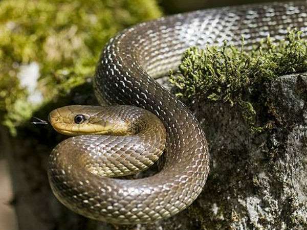 ಮಳೆಗಾಲದಲ್ಲಿ ಹಾವಿನ ಭಯ