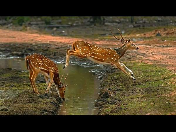 The game of deer in Bandipur National Park