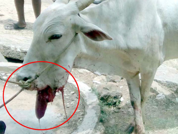 Wildlife hunters threat to domestic animals in Bandipur National Park Wildlife hunters threat to domestic animals in Bandipur National Park