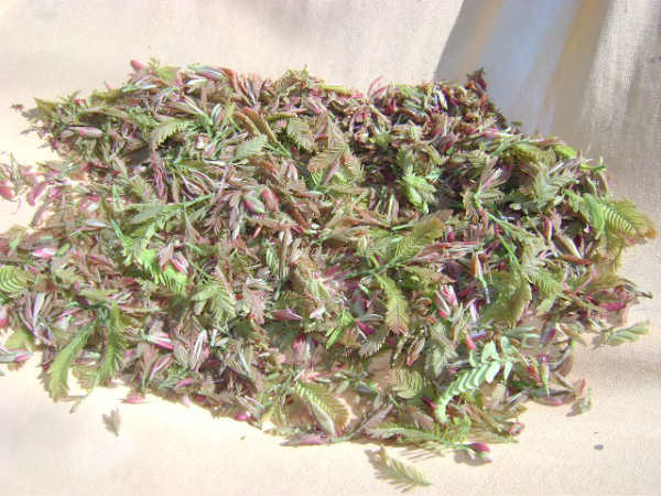 Amazing benefits of mouth watering Tamarind