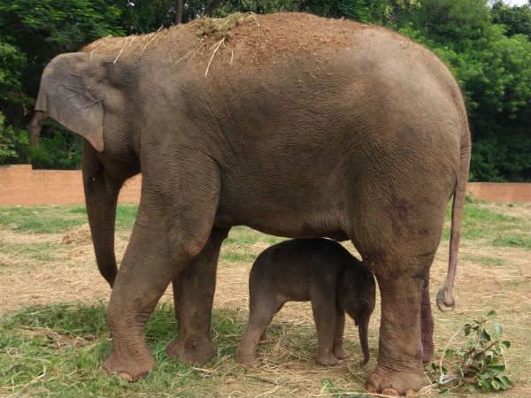 Elephant Airavati gives birth to Parvathi in Mysuru Zoo