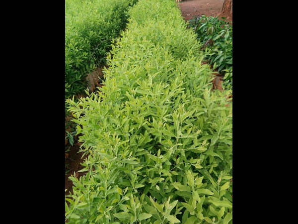 It is all about Avalakuppa nursery and Ashoka Reddy