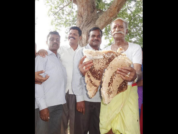 It is all about Avalakuppa nursery and Ashoka Reddy