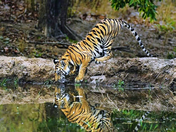 Bandipur National Park attracting tourists this monsoon season Bandipur National Park attracting tourists this monsoon season