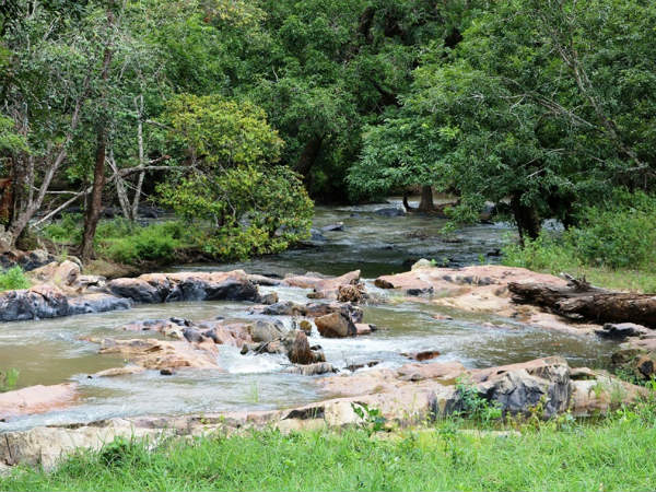 Bandipur National Park attracting tourists this monsoon season Bandipur National Park attracting tourists this monsoon season