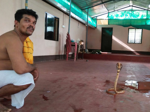 Tender coconut anointing to the living cobra in Udupi on Nagar Panchami 
