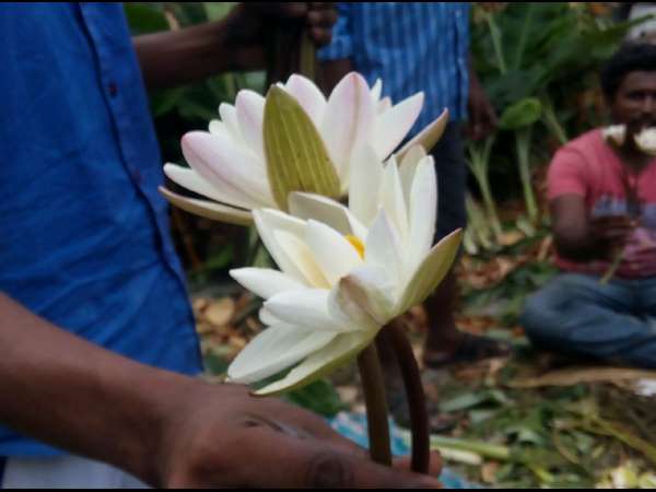 ಹೂವಿನ ದರ ಕೇಳಿ ಹೌಹಾರಬೇಡಿ!