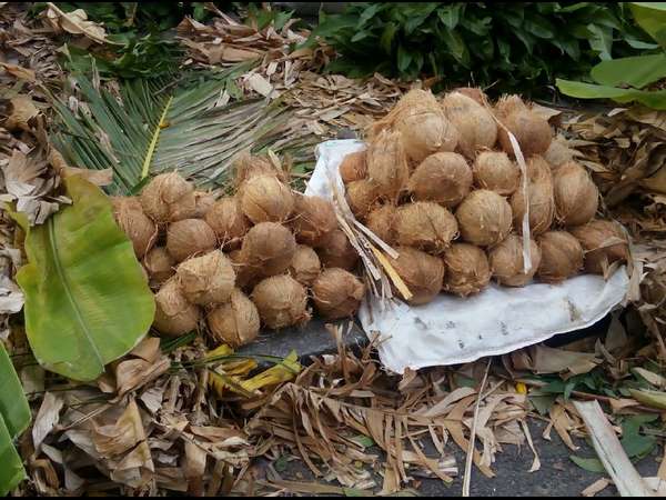 ತೆಂಗಿನ ಕಾಯಿಯೂ ತುಟ್ಟಿ