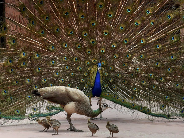 ಕುಣಿದು -ದಣಿಯುತ್ತಿರುವ ಗಂಡು ನವಿಲು