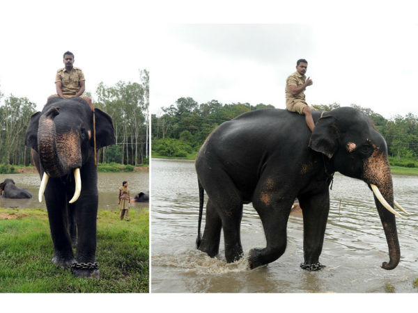 Bheema will lift Ambari of Mysuru Dasara this year