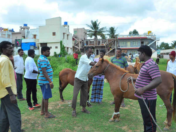 Farmers suffering from horses in Tamlapura, Hassan
