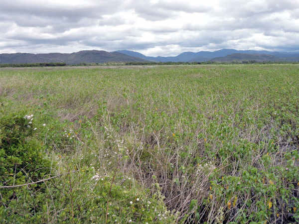 Agara lake in Chamarajanagar district is in serious risk!