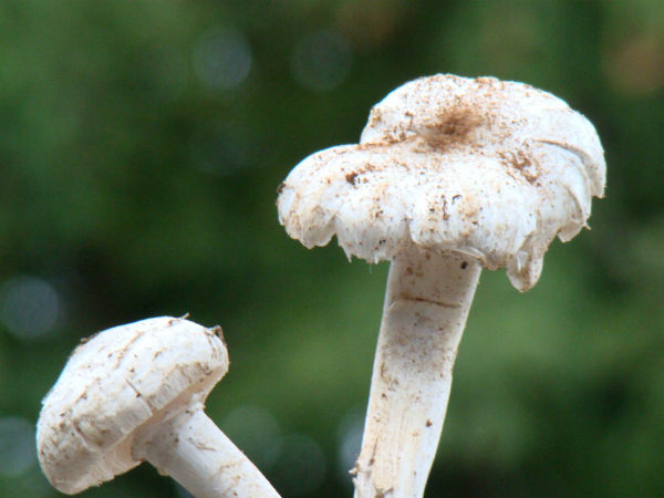 ಸಸ್ಯಾಹಾರವೋ ಮಾಂಸಾಹಾರವೋ