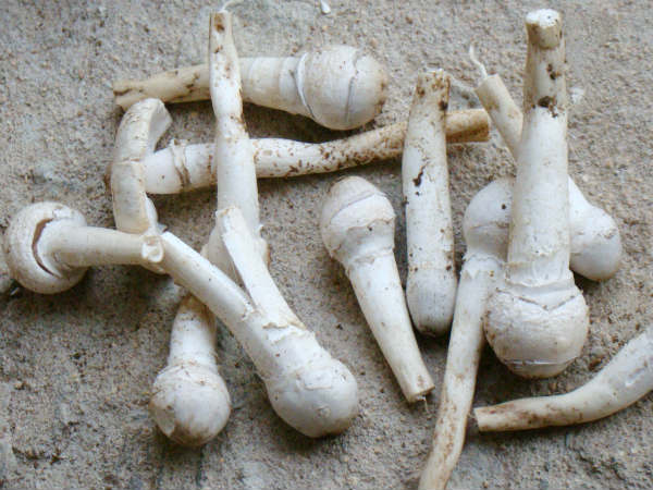 ನಾಟಿಕೋಳಿ ಸಾರು ಮಾಡಿ ಒಂದು ಮುದ್ದೆ ವಡುದುರೆ