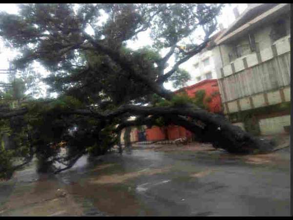 ಧರೆಗುರುಳಿದ ಮರ 