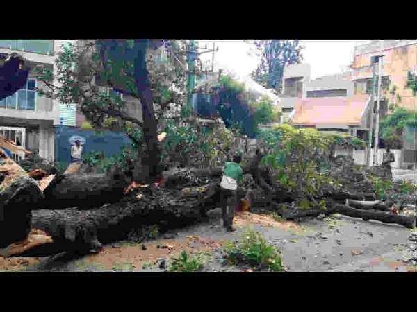 ಉರುಳಿದ ಮರದ ತೆರವು 