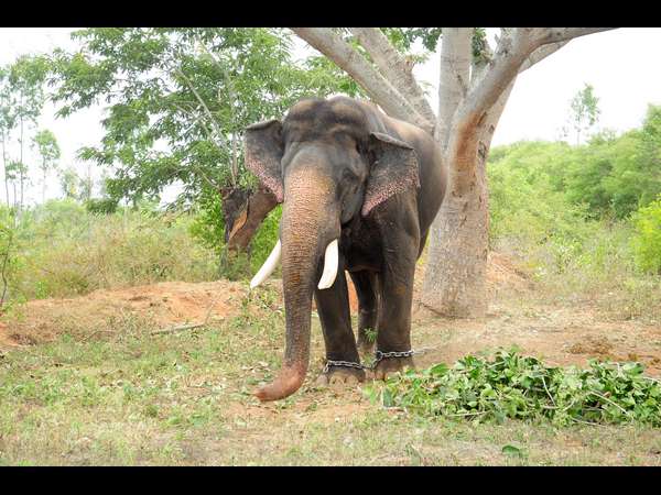 ಅರ್ಜುನನ ಆರೋಗ್ಯದಲ್ಲಿ ಏರುಪೇರು