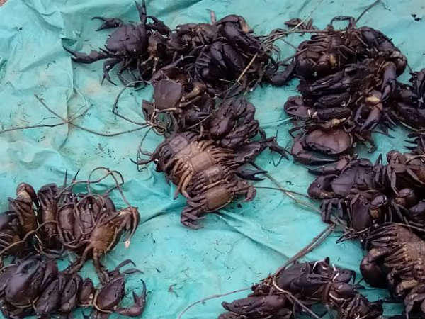 ಒಂದು ತಿಂಗಳು ಕಕ್ಕಡ ಮಾಸ