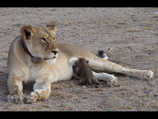ಮೃಗಗಳಲ್ಲೂ ಮಾನವೀಯತೆ!