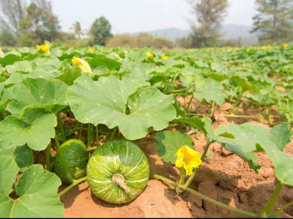 ಕಾಲಕ್ಕೆ ತಕ್ಕಂತೆ ಹಲವು ಬೆಳೆ