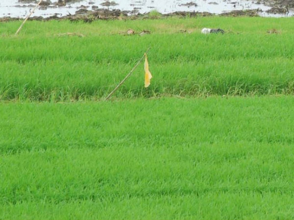 ಅಲ್ಪಾವಧಿ ಬೆಳೆ ಸೂಕ್ತ