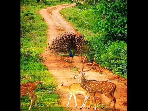 Bandipur wild life got a new look after continuous rainfall in the state