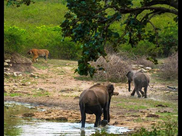 Bandipur wild life got a new look after continuous rainfall in the state