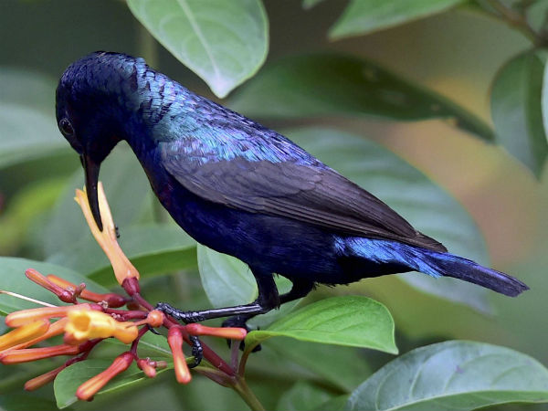 Jayanth Kaikini, write a poem on me