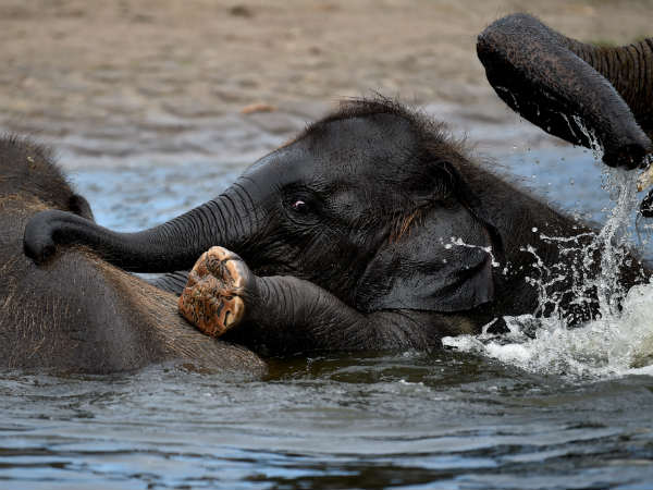 Karnataka’s elephant population goes up to 6,049 Karnataka’s elephant population goes up to 6,049