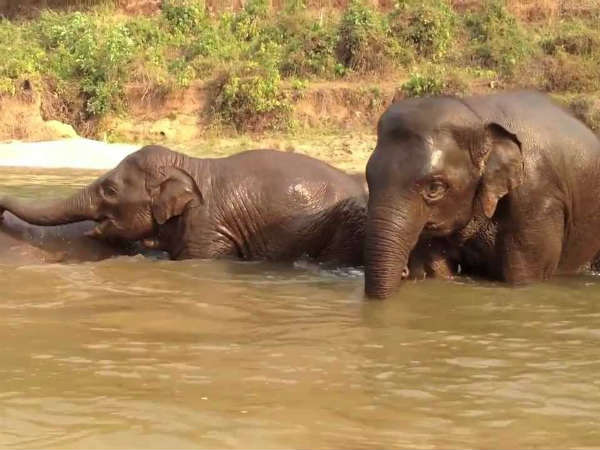 Special treatment and preparation for Dasara elephants