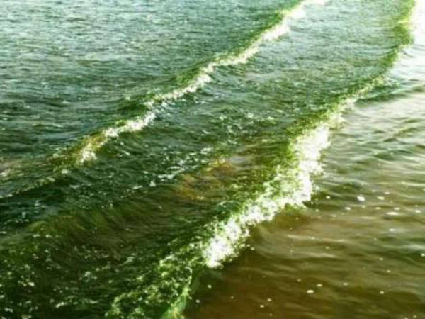 Karwar sea turns green - Fishermen in fear