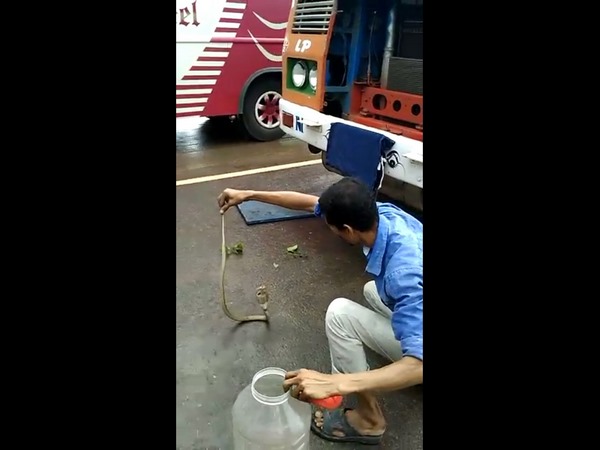 Snake found inside the cabin of Gas Tanker truck at Uppinangady Snake found inside the cabin of Gas Tanker truck at Uppinangady