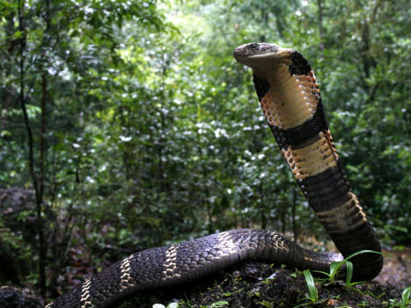 Cobra King documentary screening on August 18th In Bengaluru