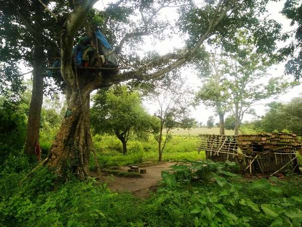 A tribal woman in Mysuru built house on the tree to protect from elephant attack