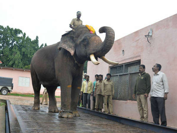 Weight check for 2017 Mysuru dasara elephants 