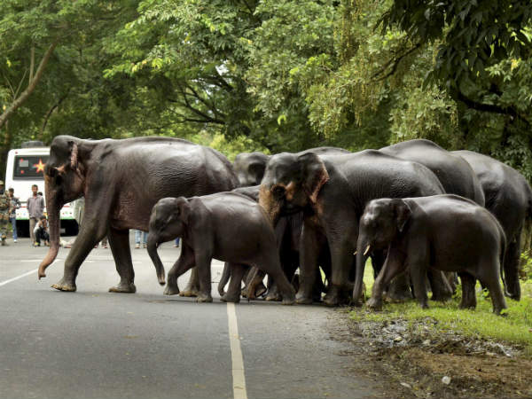 Karnataka’s elephant population goes up to 6,049 Karnataka’s elephant population goes up to 6,049