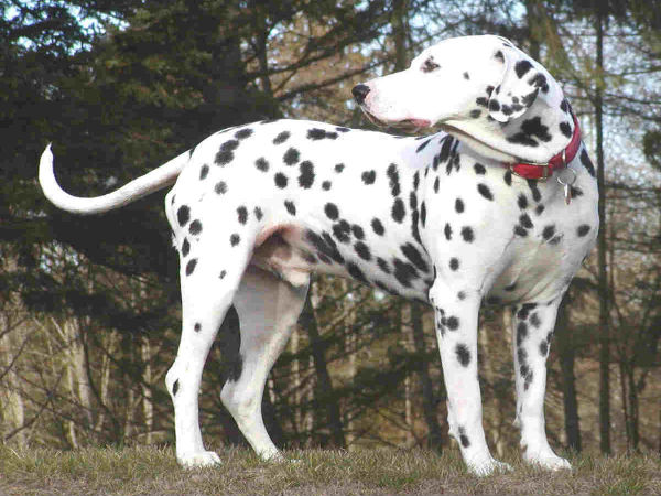 Dog's tail can never be straightened