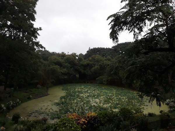 ಸಸ್ಯಕಾಶಿಯ ಕೆರೆಯಲ್ಲಿ ಹಾವೋ ಹಾವು!