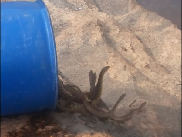 ಮೂರು ದಿನದಿಂದ ಹಾವು ಹಿಡಿಯುವುದೇ ಕೆಲಸ