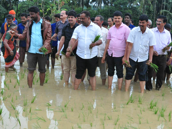 Minister UT Khadar joins in planting paddy with students in Mangaluru Minister UT Khadar joins in planting paddy with students in Mangaluru