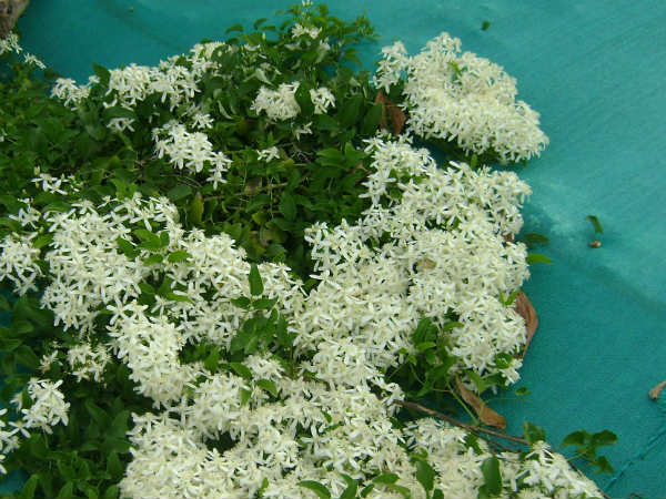 ಸ್ತ್ರೀ- ಪುರುಷರಿಬ್ಬರ ಬಯಕೆಗಳಿಗೆ ರಾಗ ತುಂಬುವವಳು ಮಲ್ಲಿಗಮ್ಮ