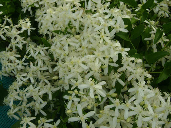 ಪರಿಮಳದಲ್ಲಿ ತೊಯ್ದು ತಣಿಯುವ ಮಳೆ